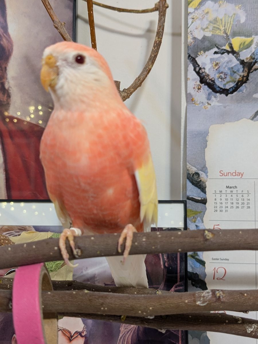 Female Rosy Bourke Parakeet
