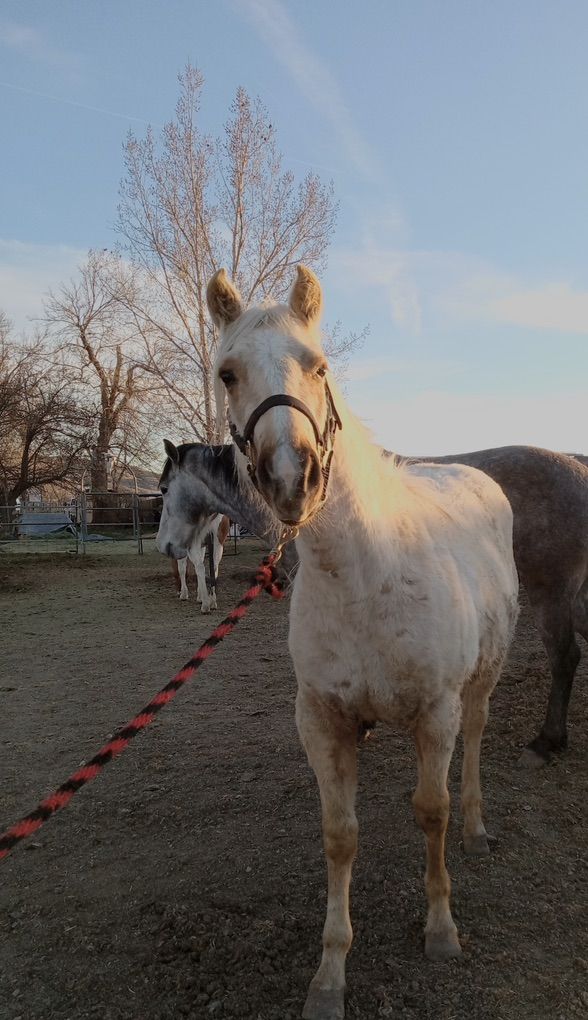 Palomino 2 Yr Old Mare- Started Right