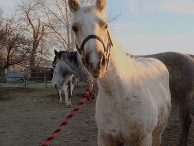 Palomino 2 Yr Old Mare- Started Right
