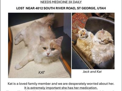 Missing Cat!