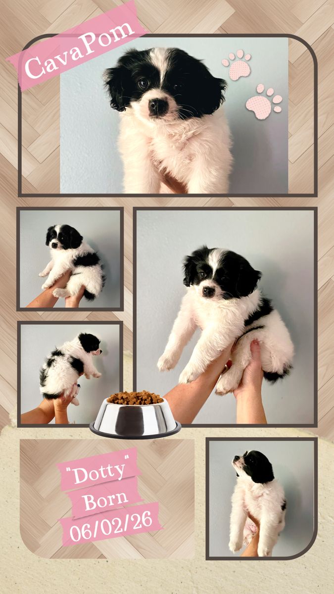 1 tiny CavaPom puppy left! • AKC Parents • Ready Now!