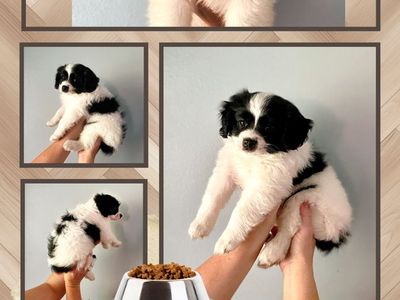 1 tiny CavaPom puppy left! • AKC Parents • Ready Now!