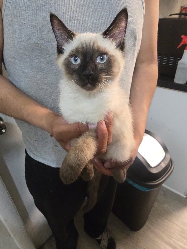 siamese