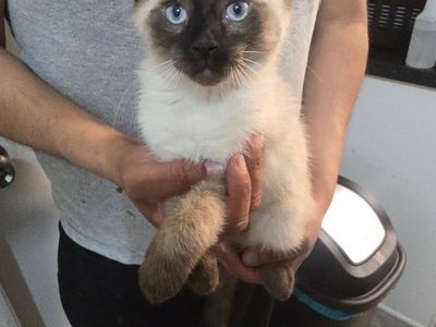 siamese