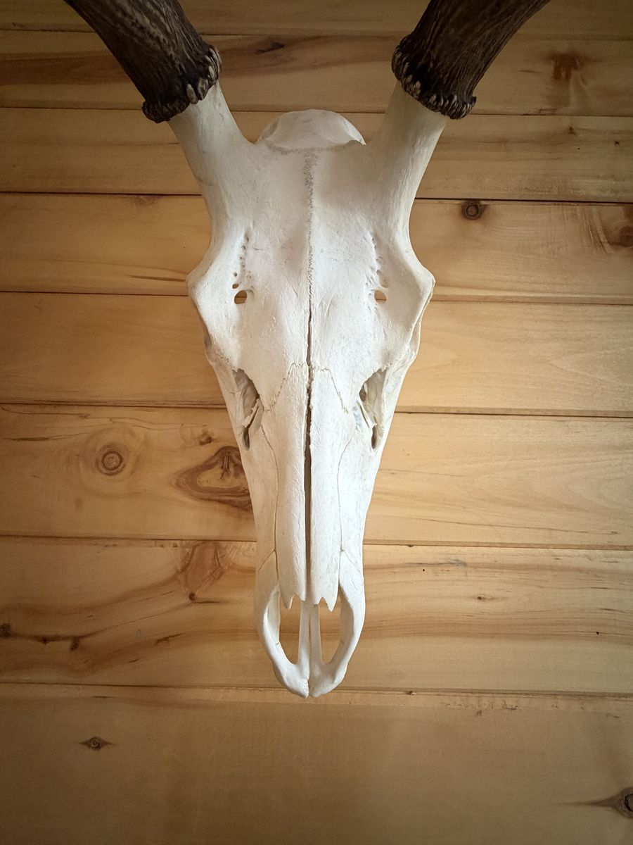 European Elk Mount