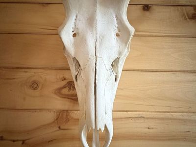European Elk Mount