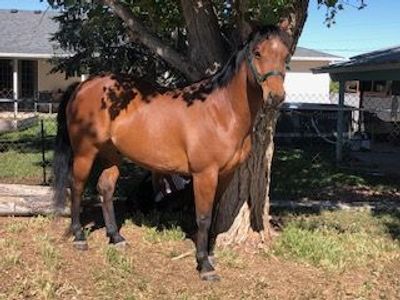 AQHA 9 yr old Bay Gelding