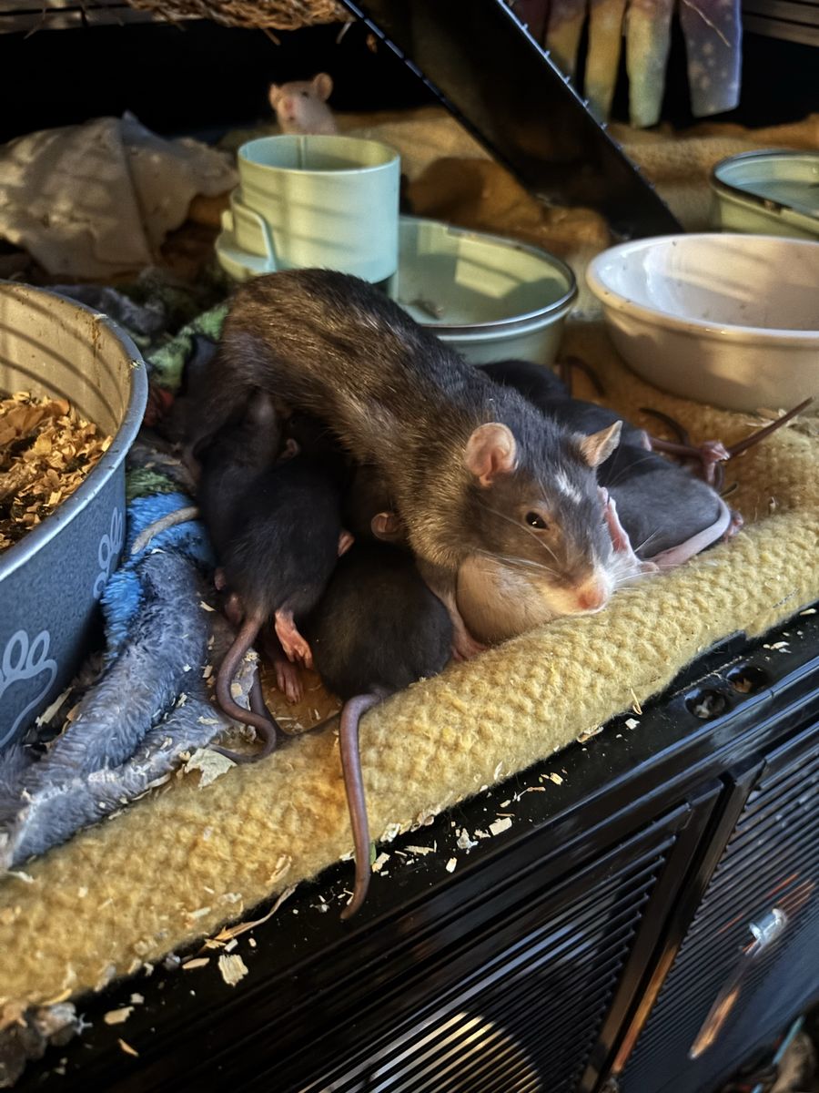Domestic Pet Rats - Adorable & Socialized Rodents for Adoption