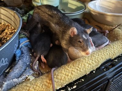 Domestic Pet Rats - Adorable & Socialized Rodents for Adoption