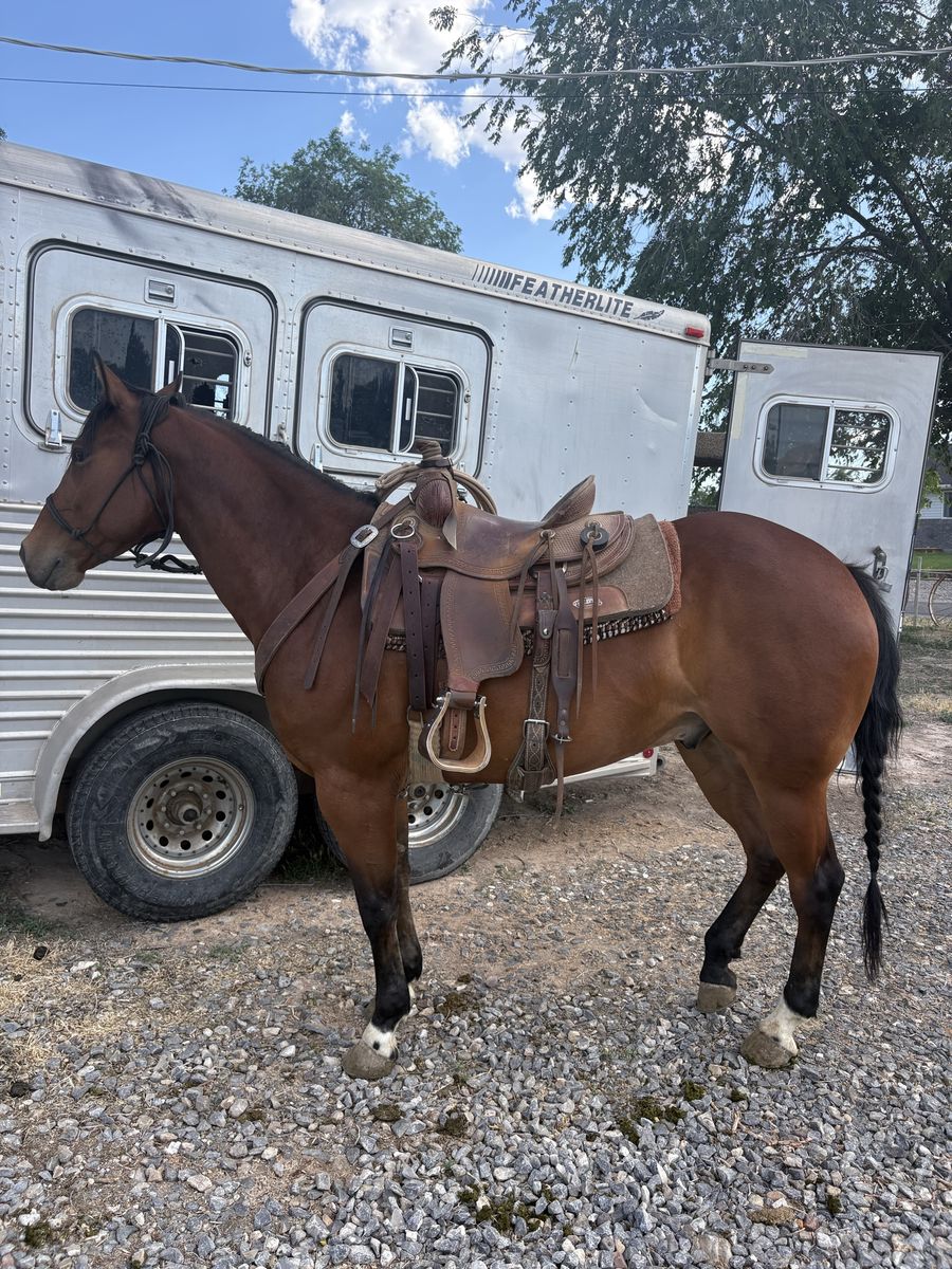 6 Year Old Grade Gelding Ranch and Trail Horse