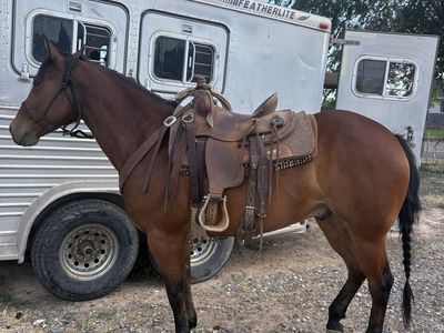 6 Year Old Grade Gelding Ranch and Trail Horse