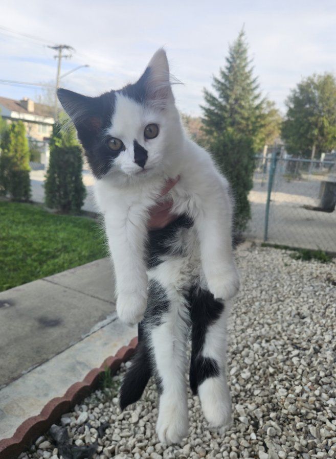 Adorable 3-month-old black & white kitten