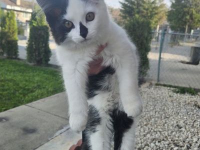 Adorable 3-month-old black & white kitten