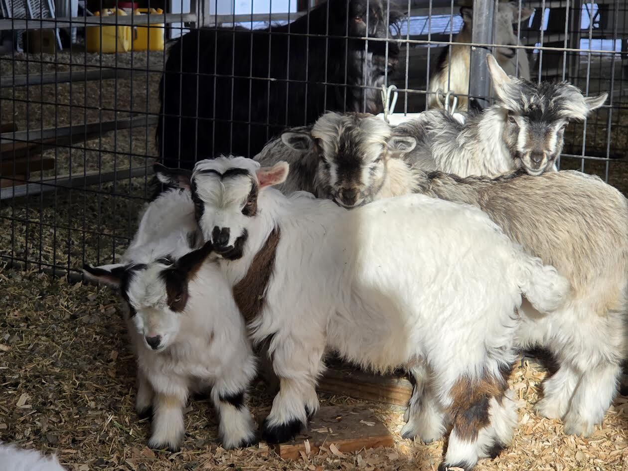 Mini Silky Fainting Wether Goat