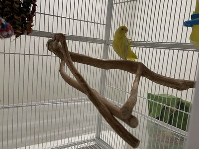 Yellow Female Parrotlet - Approx. 6 Months Old