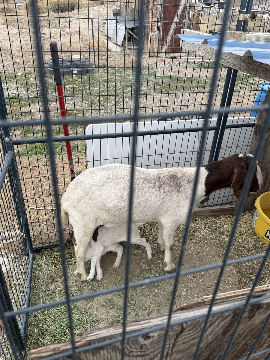 Goats