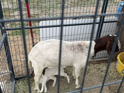 Goats