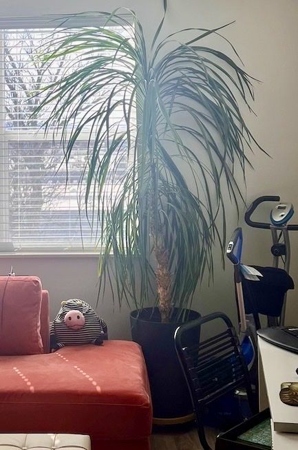 Very Tall Mature Palm