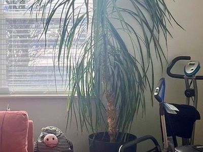Very Tall Mature Palm