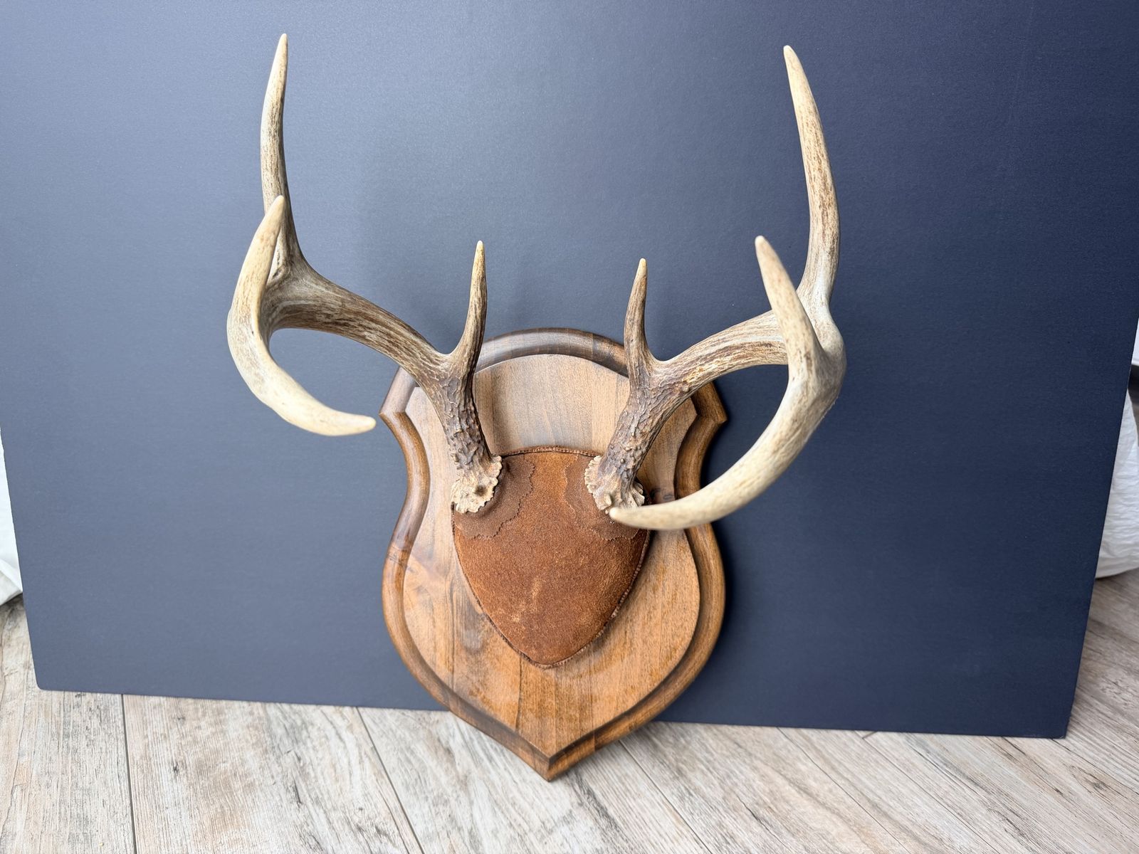 Vintage Whitetail Deer 8 Point Antler Mount on Wooden Plaque, Rustic Taxidermy Cabin Decor