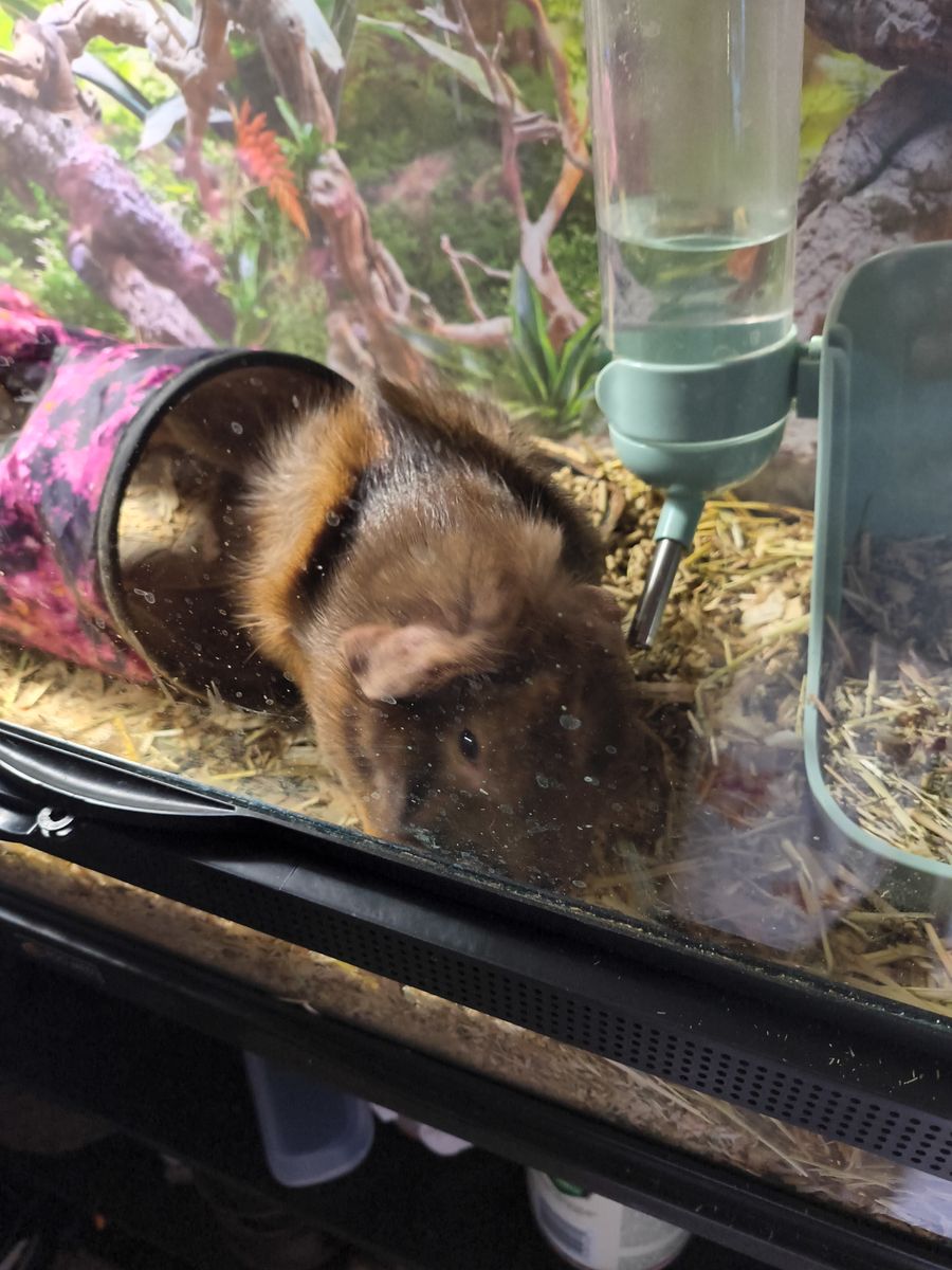 Long Hair Male Guinea Pig