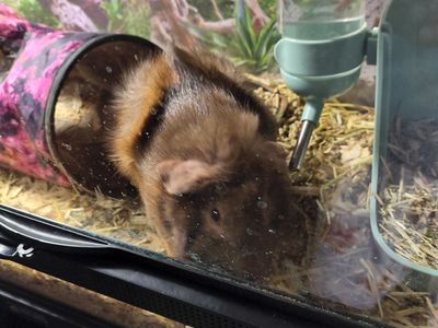 Long Hair Male Guinea Pig