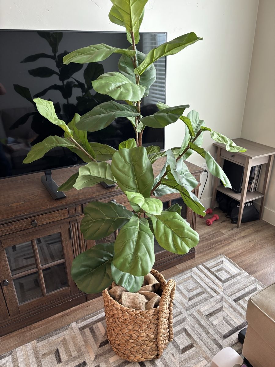 Faux Fiddle Leaf Fig Tree — 5.5 Feet | Includes Woven Seagrass Basket