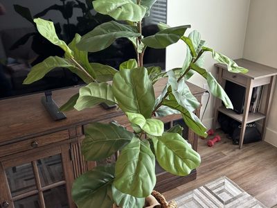 Faux Fiddle Leaf Fig Tree — 5.5 Feet | Includes Woven Seagrass Basket