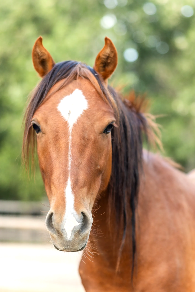 Sweet Pony Rowan