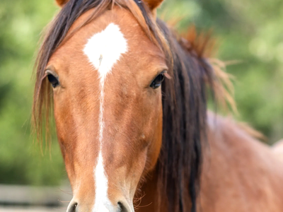 Sweet Pony Rowan