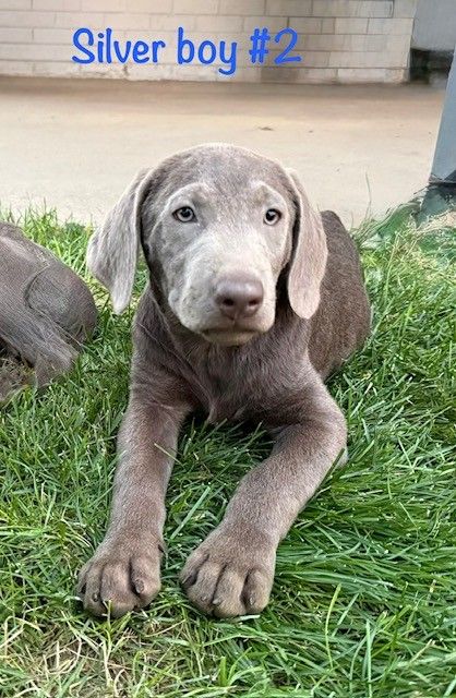 PRICED REDUCED! Adorable AKC Silver lab puppies