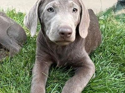 PRICED REDUCED! Adorable AKC Silver lab puppies