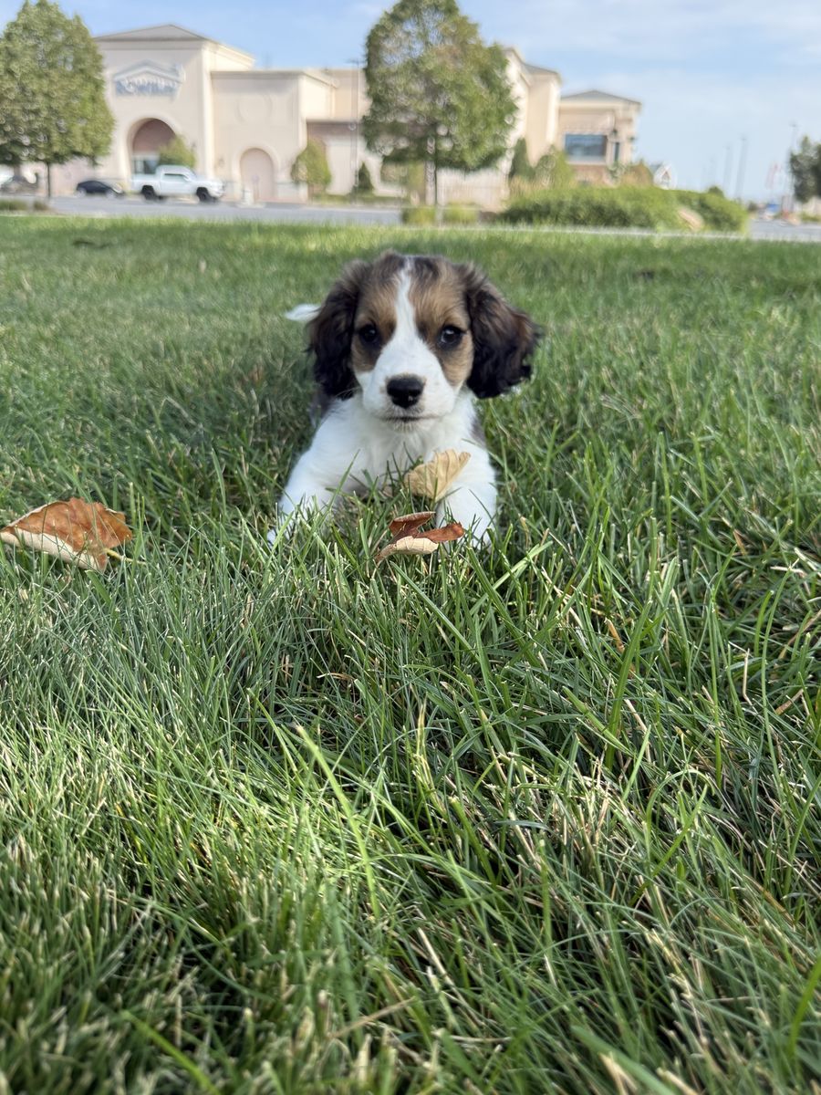 Springer Spaniel Puppy