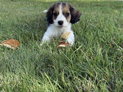 Springer Spaniel Puppy