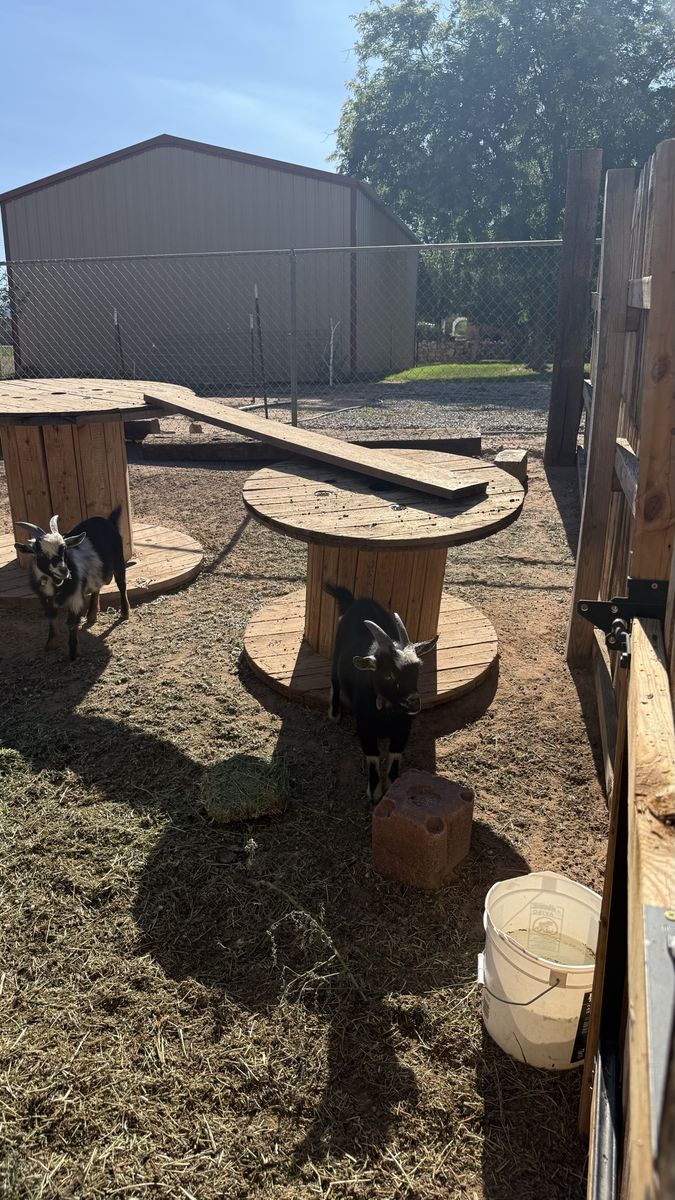 Nigerian dwarf goats