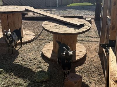 Nigerian dwarf goats