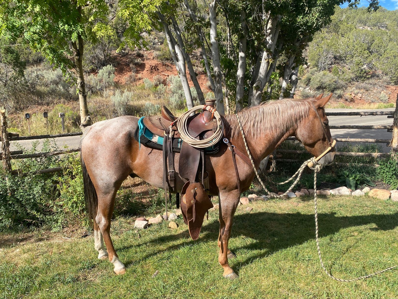 AQHA Red Roan Gelding
