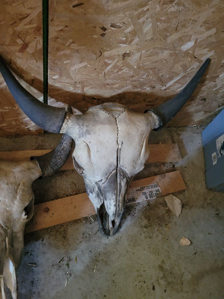Bison Skull with Horns - Large Authentic Animal Skull for Decor