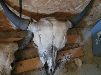 Bison Skull with Horns - Large Authentic Animal Skull for Decor