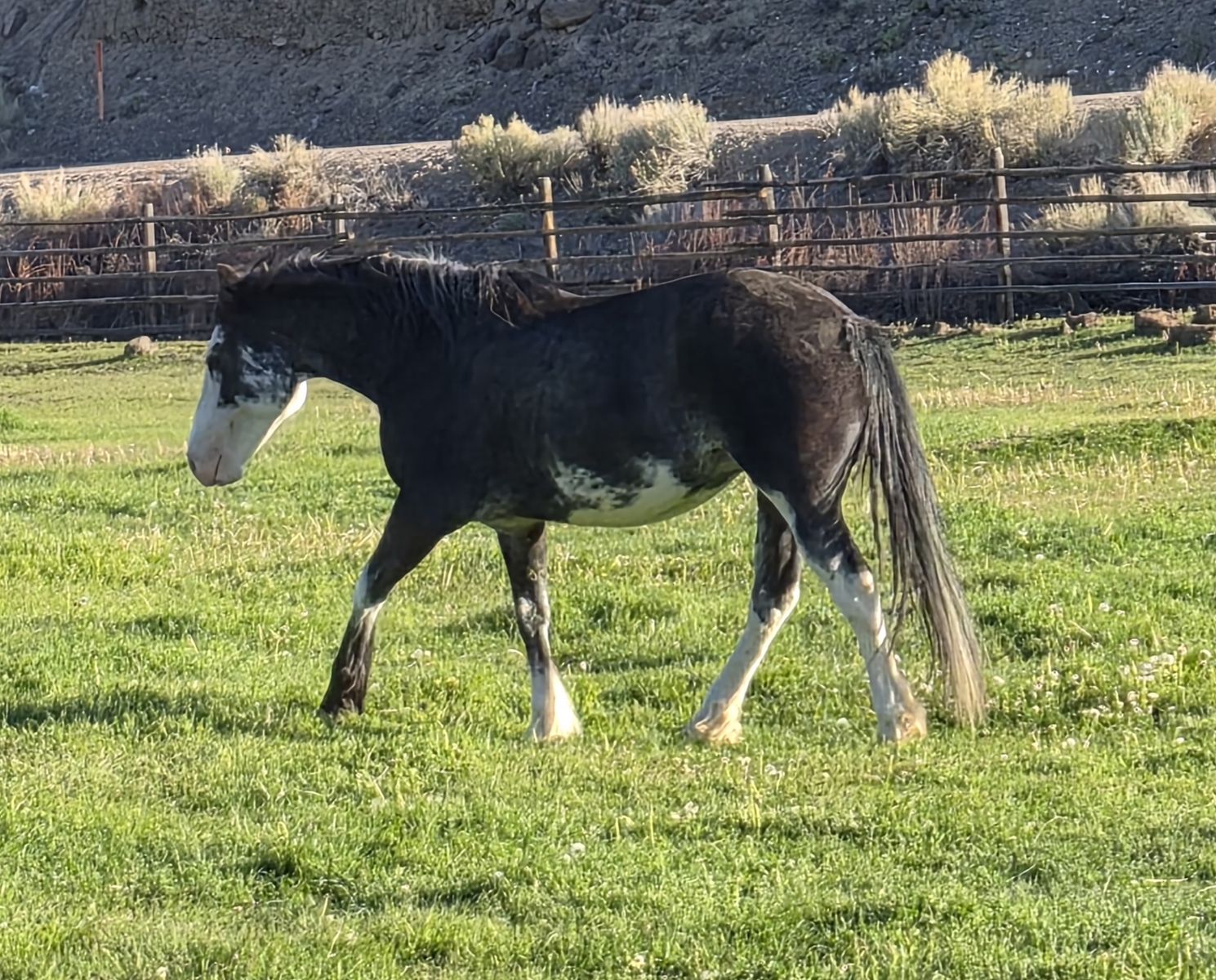 6 year old draft cross, bred mare