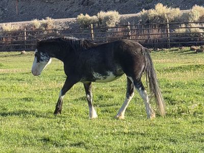 6 year old draft cross, bred mare
