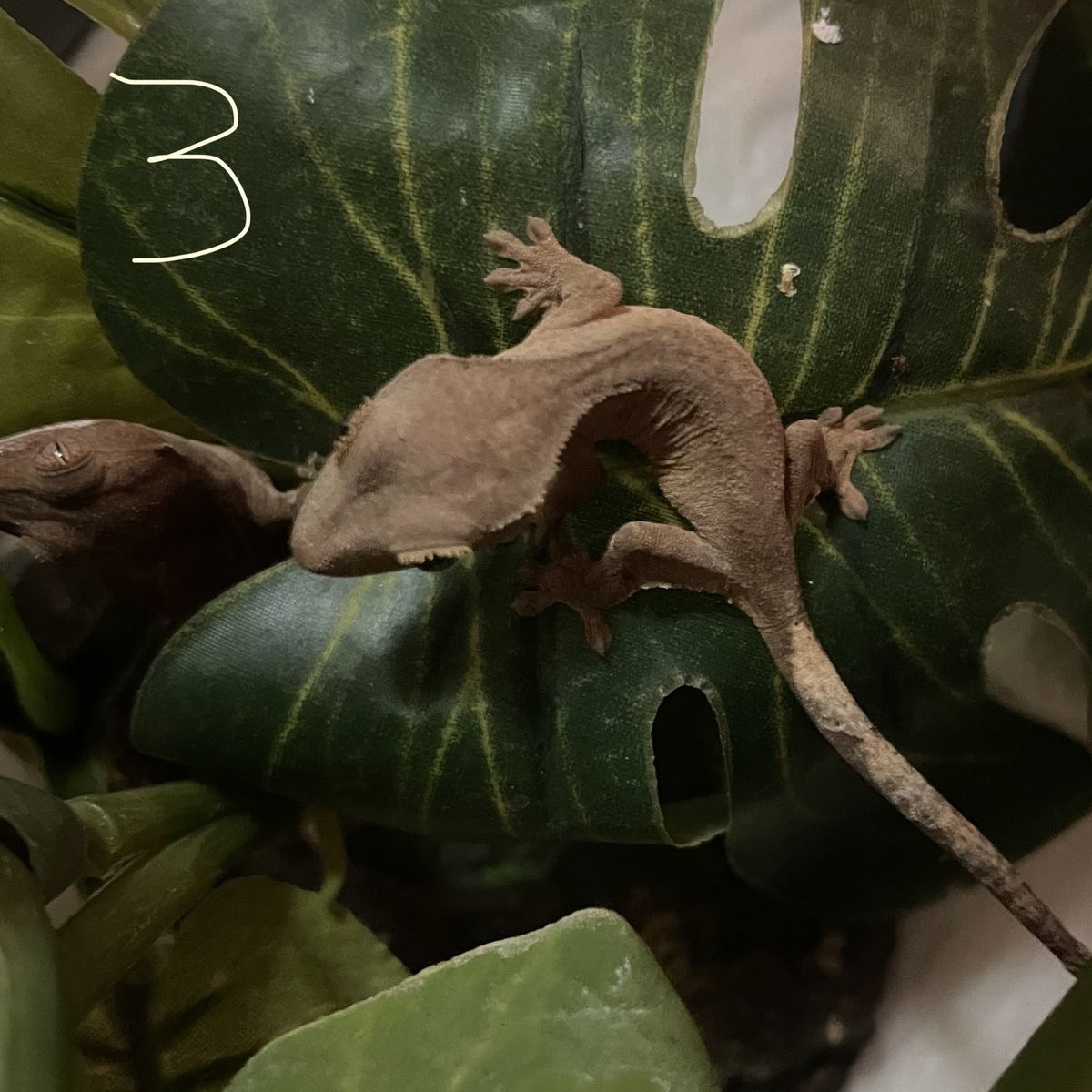 Baby crested geckos