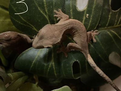 Baby crested geckos