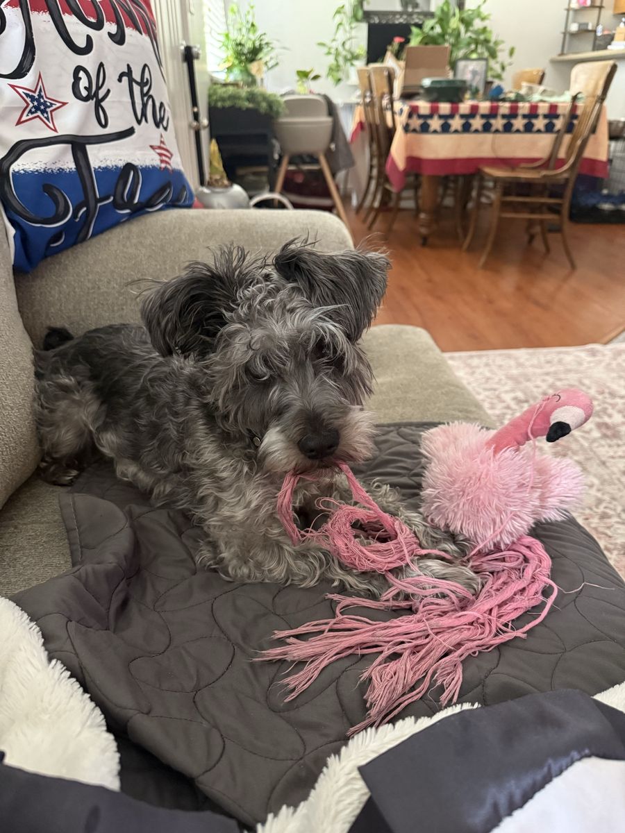 Charlie needs a good home
