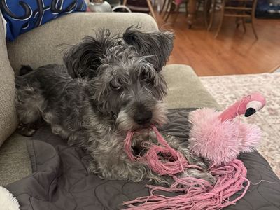 Charlie needs a good home