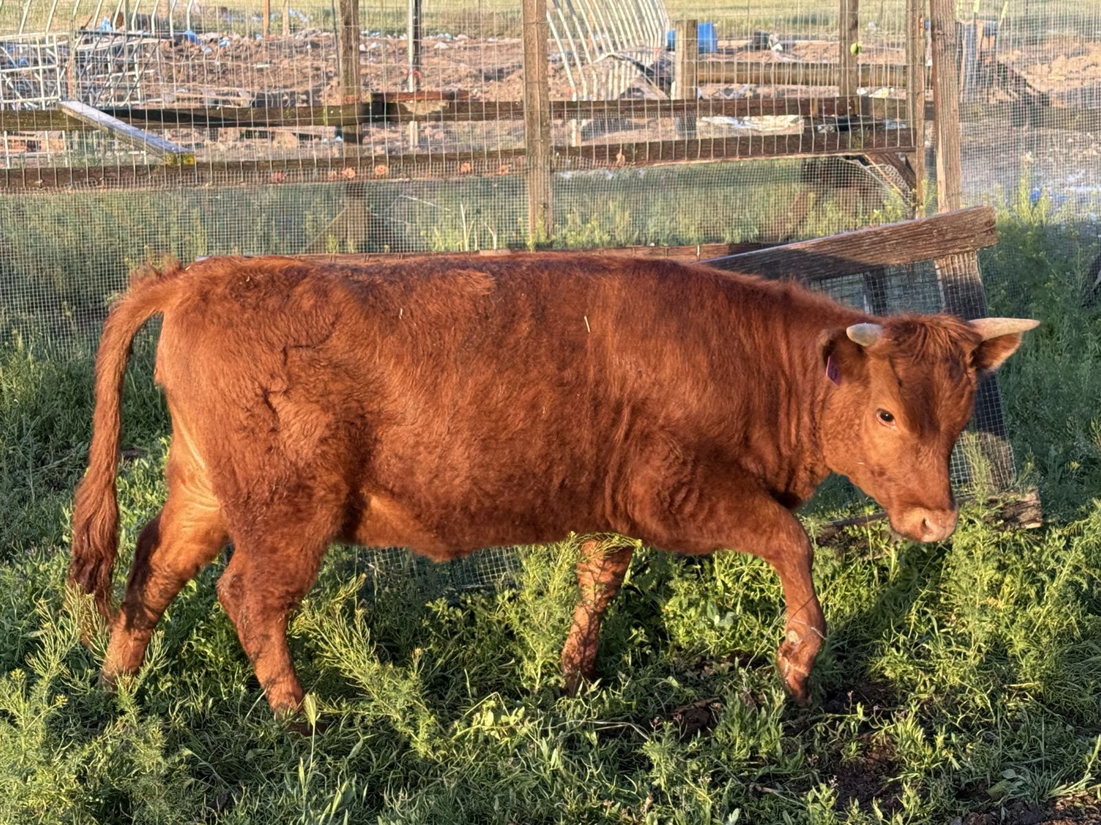 ADCA Dexter Heifer yearlings
