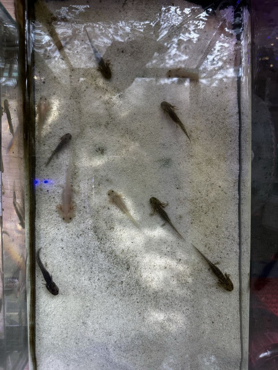 Baby Axolotls for Sale – Healthy & Active