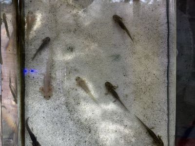 Baby Axolotls for Sale – Healthy & Active