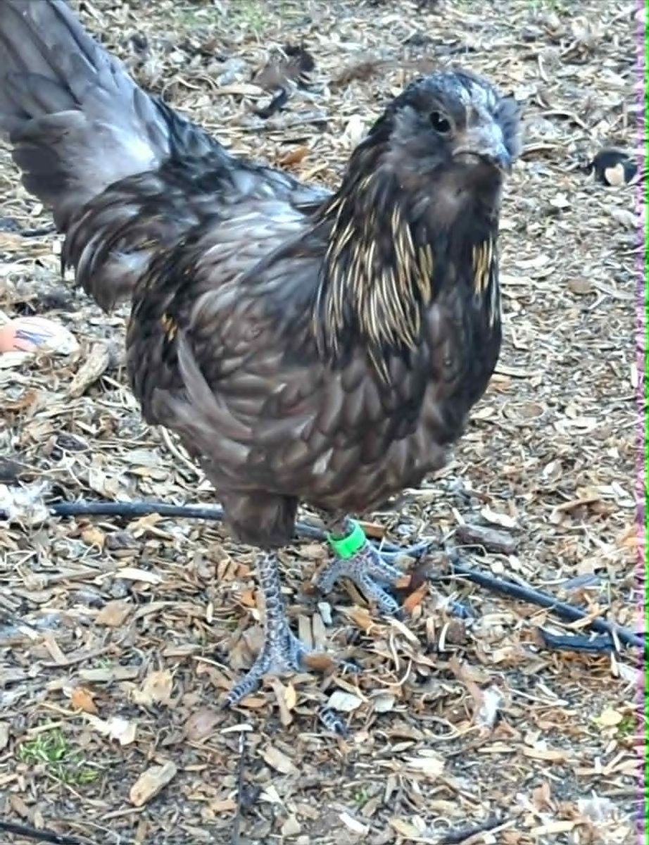 Crypt Walker Cockerel