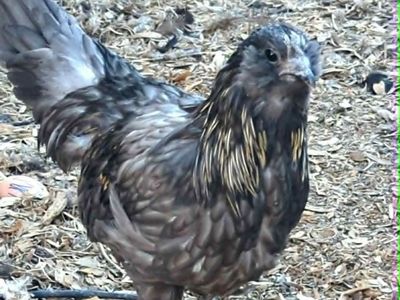 Crypt Walker Cockerel